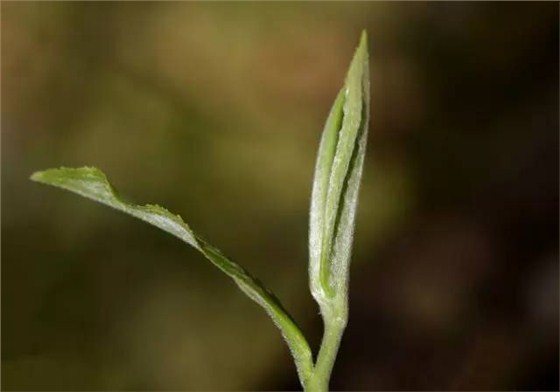 中吉號春茶