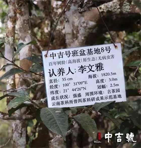 茶界新寵單株