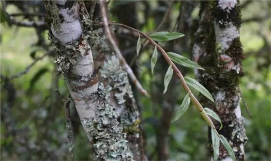 麻黑古樹茶