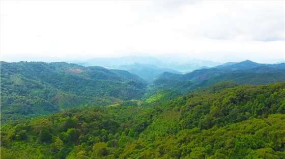 中吉號麻黑莊園