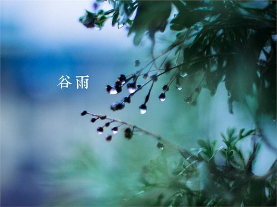 谷雨喝茶