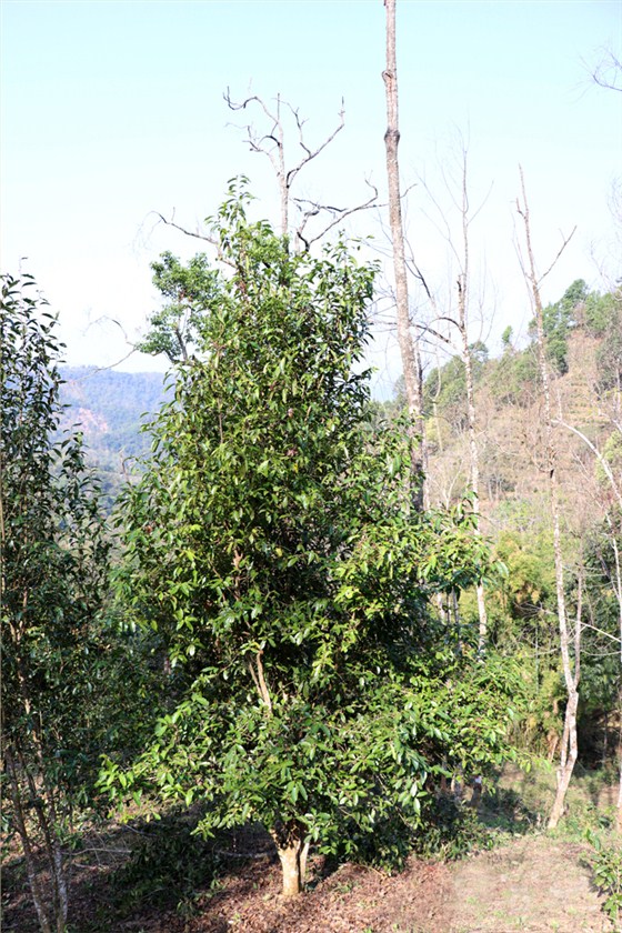 中吉號(hào)麻黑普洱茶