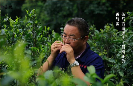 中吉號(hào)麻黑茶