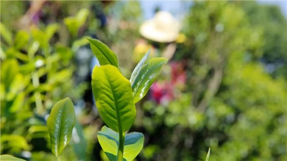 中吉號(hào)老班章普洱茶