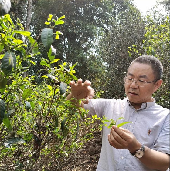 中吉號茶園基地