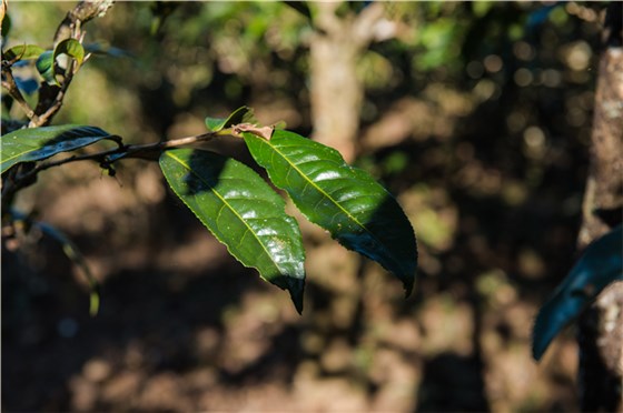 最基本的鑒別方法，就是要先了解古樹(shù)茶的特點(diǎn)。