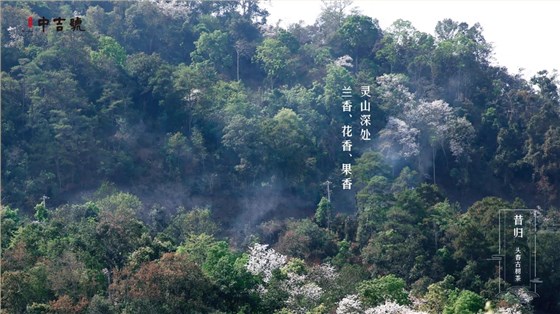 中吉號(hào)茶堂總結(jié)一下，"雨前"及"谷花"兩個(gè)時(shí)期所產(chǎn)的品質(zhì)最好