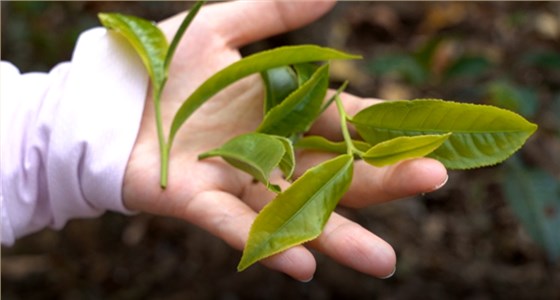 中吉號(hào)茶業(yè)