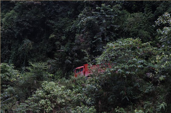 易武山路上運茶葉