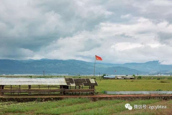 中吉號(hào)茶山行