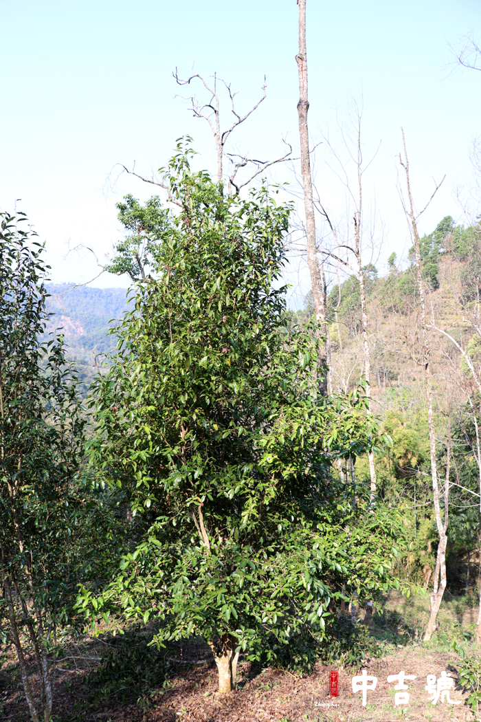 中吉號與麻黑茶