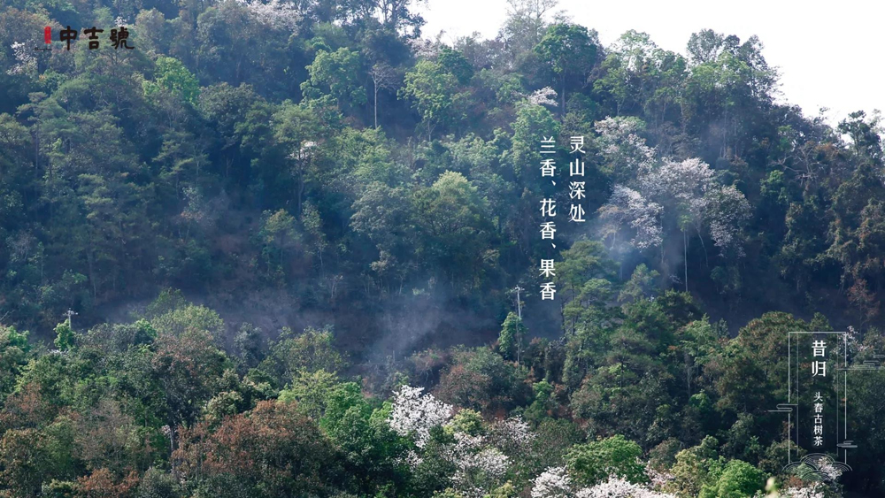 中吉號昔歸茶園