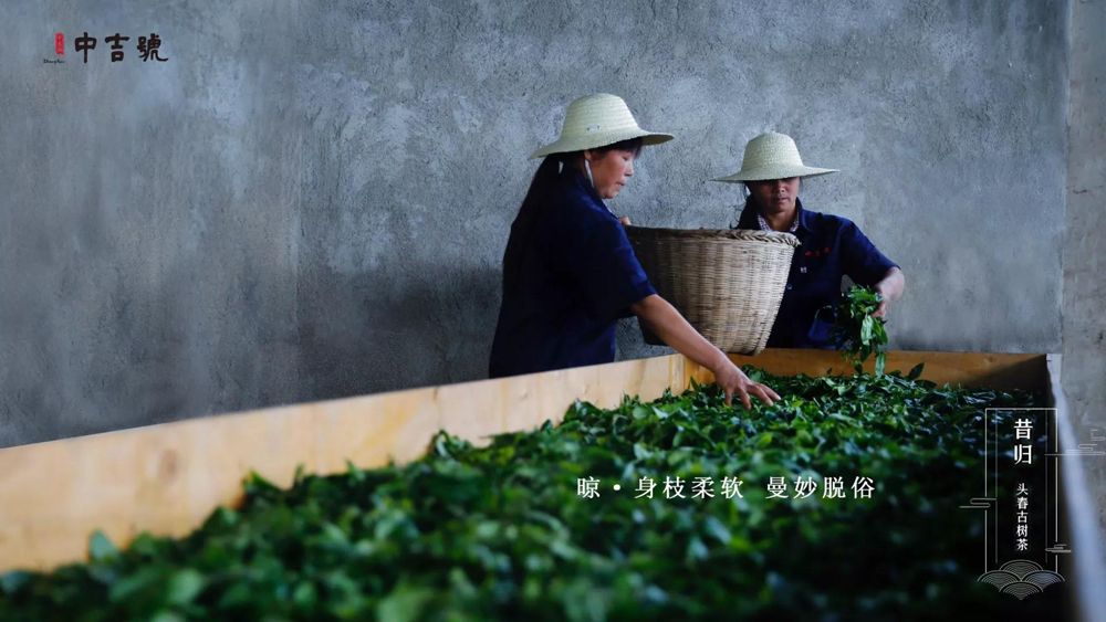 中吉號昔歸茶園