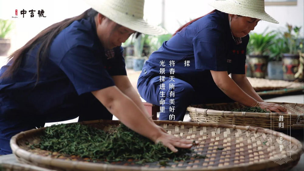 中吉號昔歸茶園