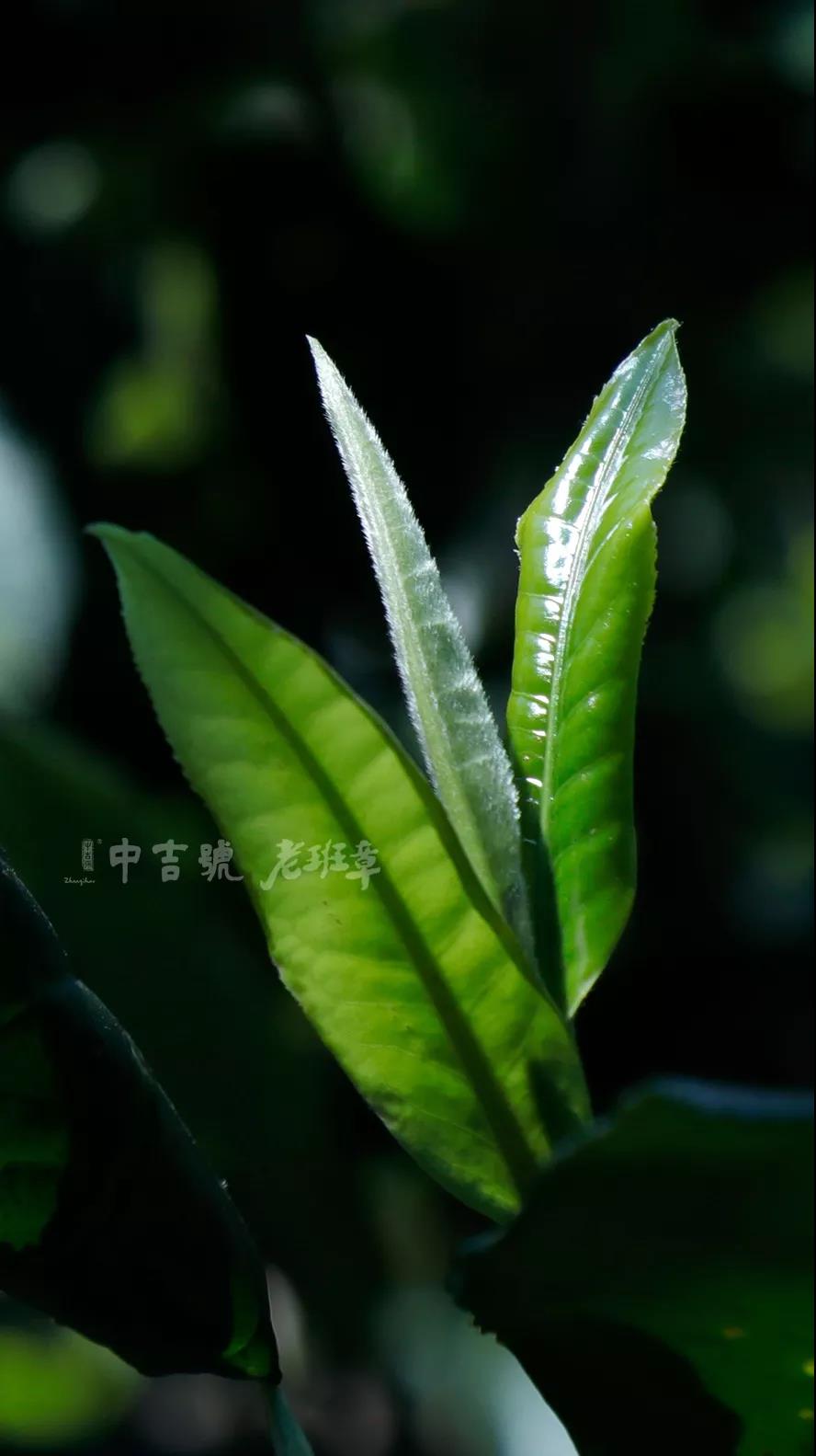 老班章茶芽大賽