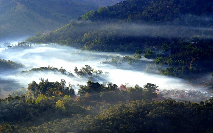 云南布朗山普洱茶