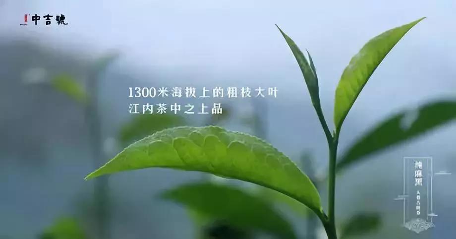 中吉號麻黑茶會