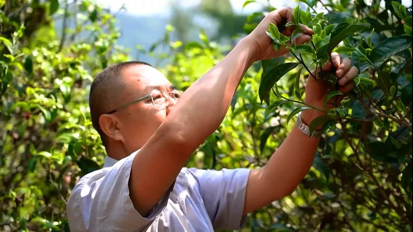 中吉號(hào)老班章普洱茶