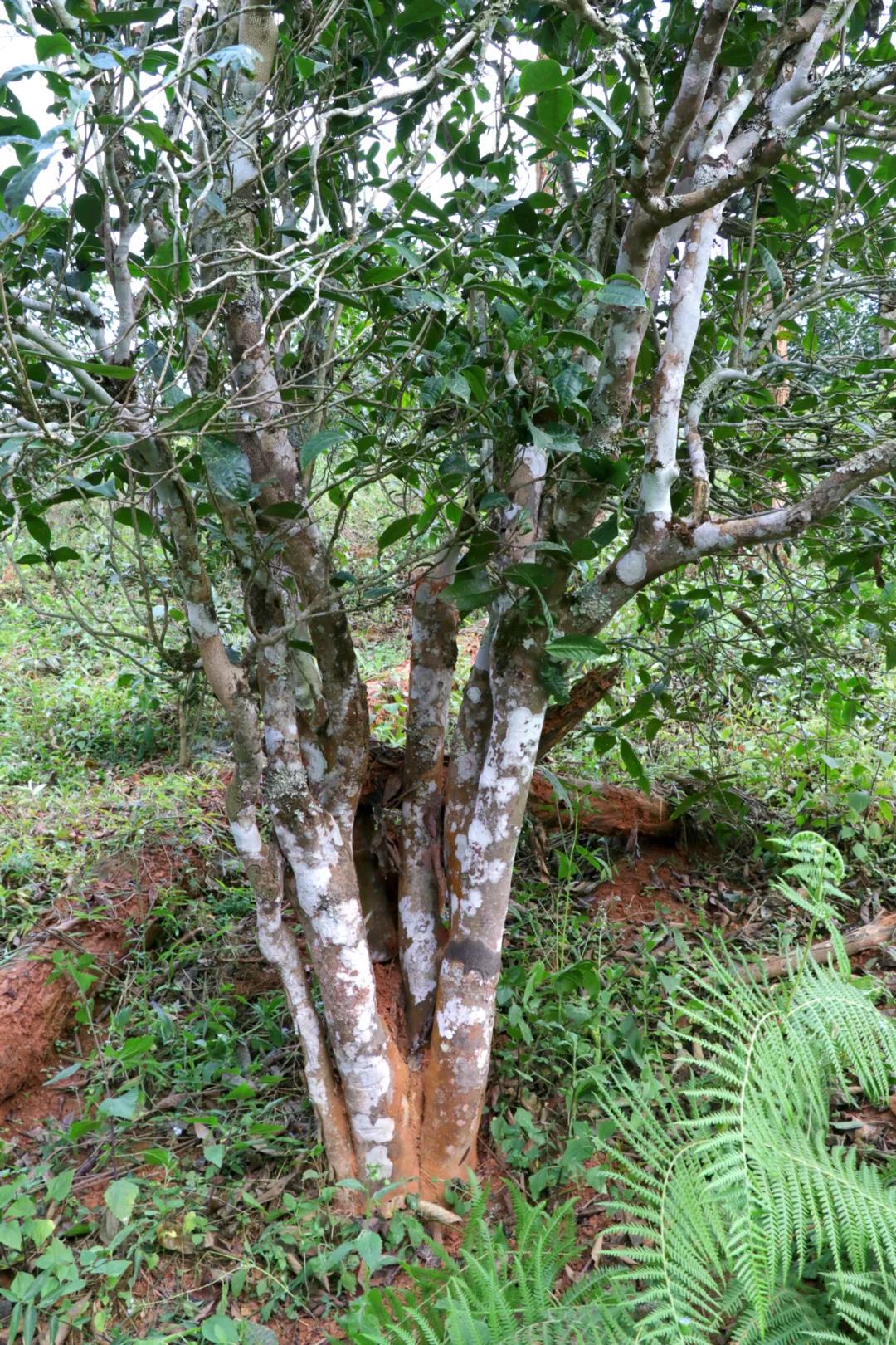 中吉號(hào)昔歸古樹(shù)茶