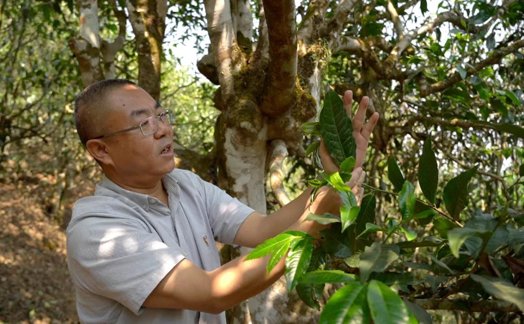 中吉號(hào)老班章普洱茶