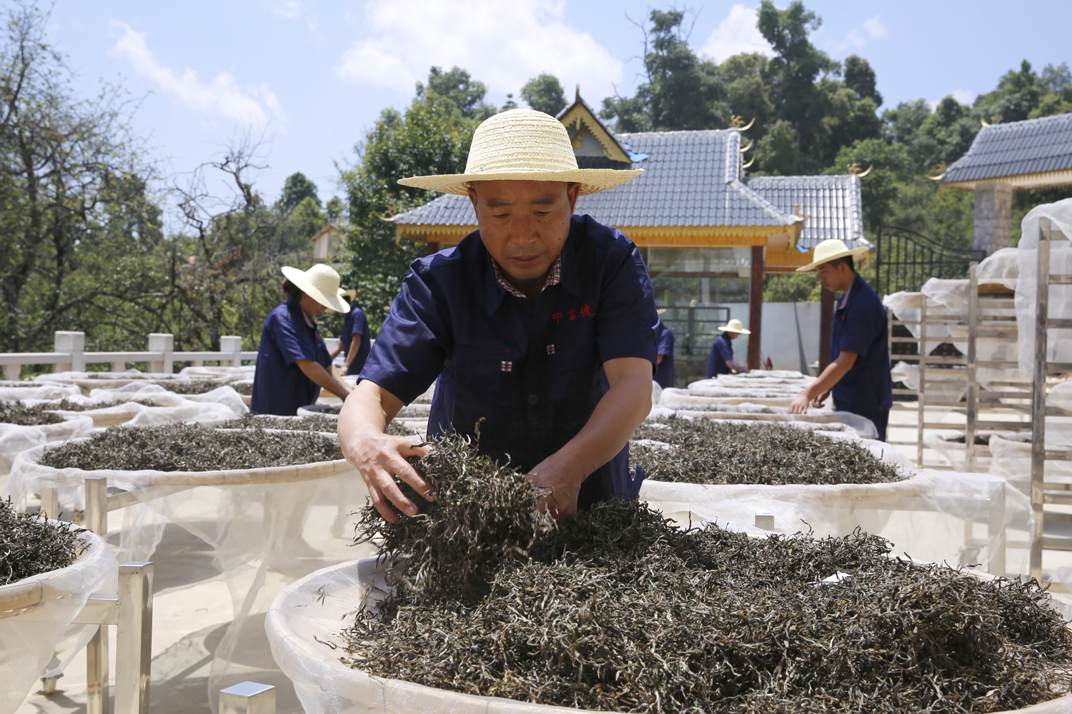 中吉號(hào)云南普洱茶