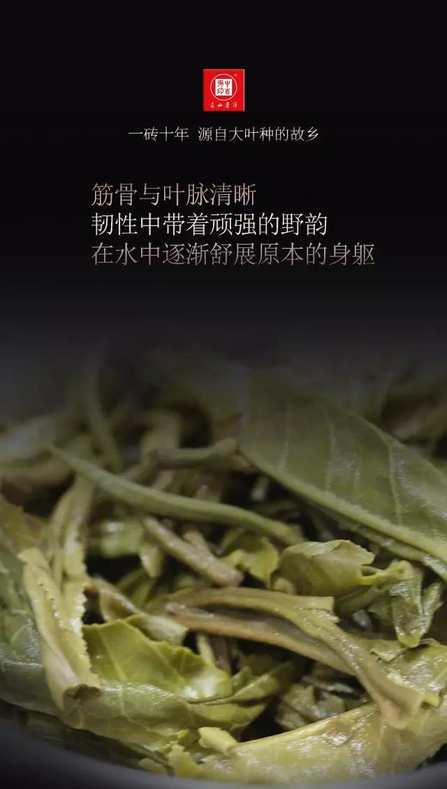 中吉號古樹茶